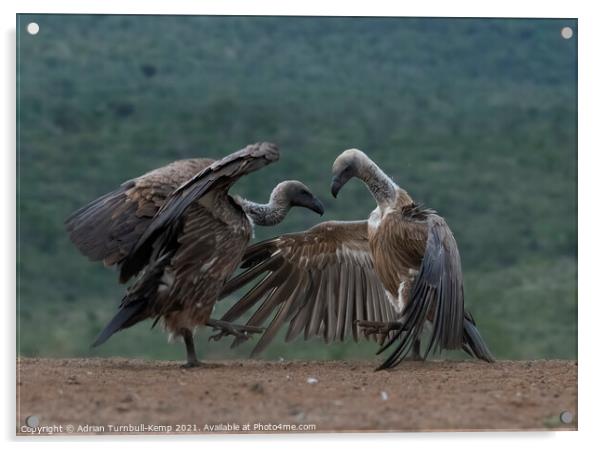 Combative white-backed vultures Acrylic by Adrian Turnbull-Kemp