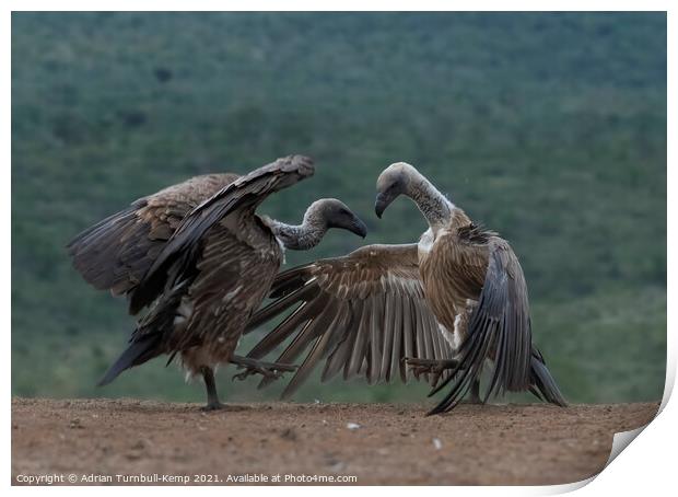 Combative white-backed vultures Print by Adrian Turnbull-Kemp