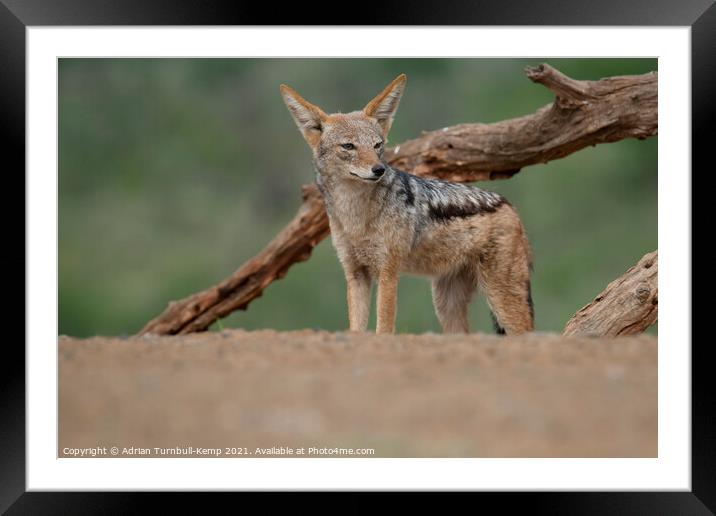 Inquisitive black-backed jackal Framed Mounted Print by Adrian Turnbull-Kemp