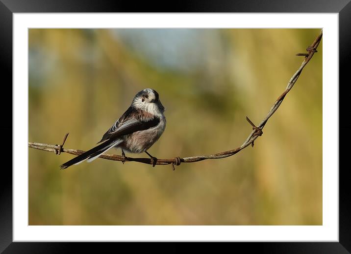 British garden and woodland birds Framed Mounted Print by Russell Finney