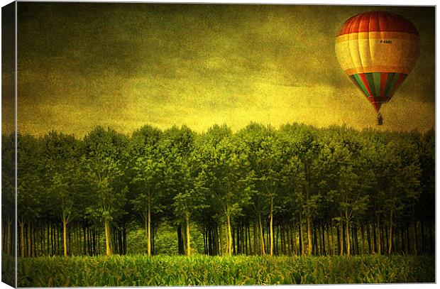 Trees in France Canvas Print by Irene Burdell