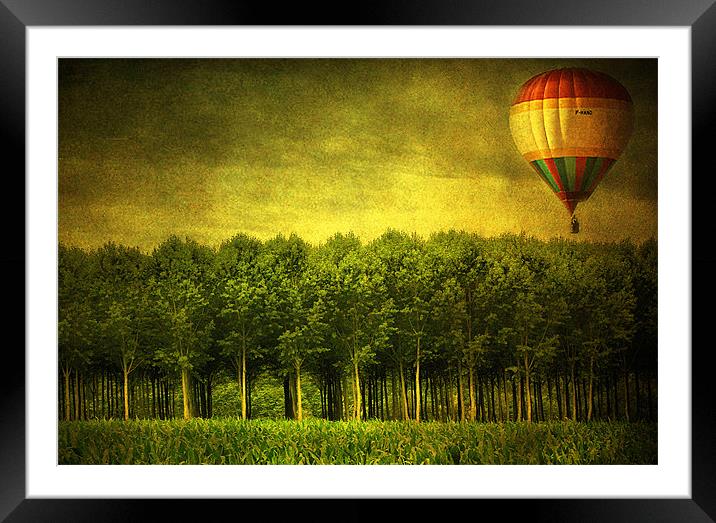 Trees in France Framed Mounted Print by Irene Burdell