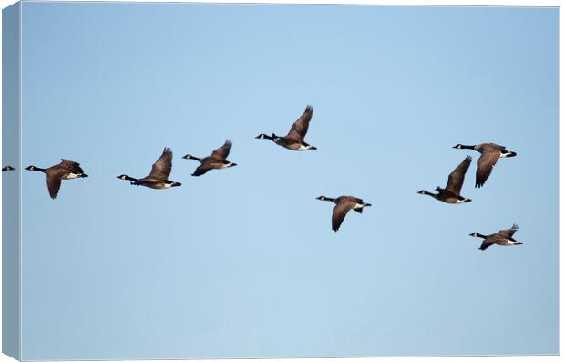 Canadian Geese in flight Canvas Print by Jason Wells