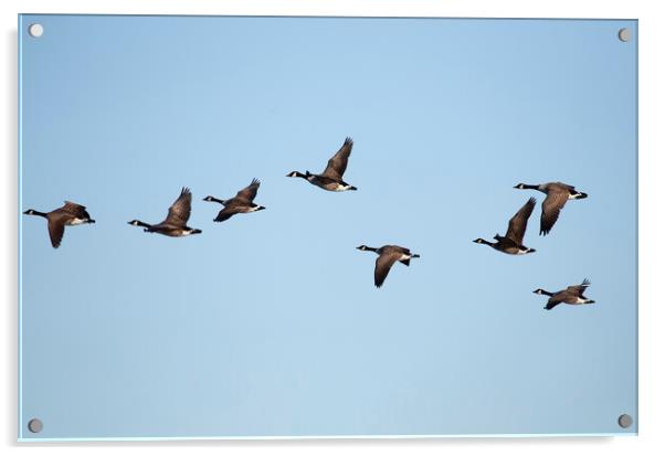 Canadian Geese in flight Acrylic by Jason Wells