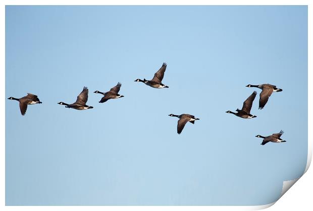 Canadian Geese in flight Print by Jason Wells