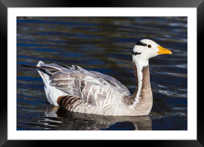 Bar-headed Goose on the water Framed Mounted Print by Jason Wells