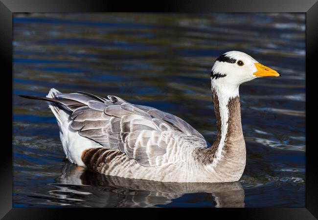 Bar-headed Goose on the water Framed Print by Jason Wells