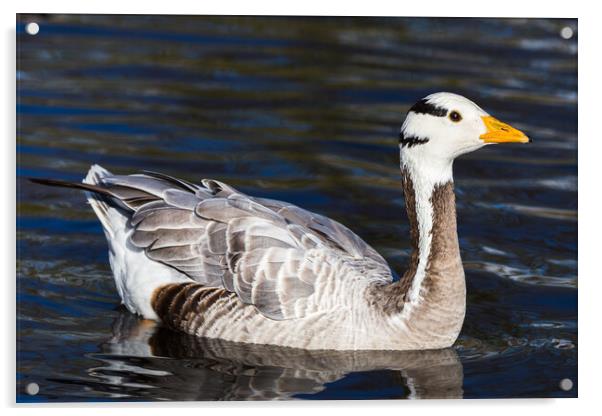 Bar-headed Goose on the water Acrylic by Jason Wells