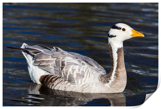 Bar-headed Goose on the water Print by Jason Wells