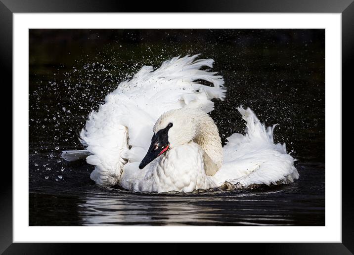 Trumpeter Swan splashing Framed Mounted Print by Jason Wells