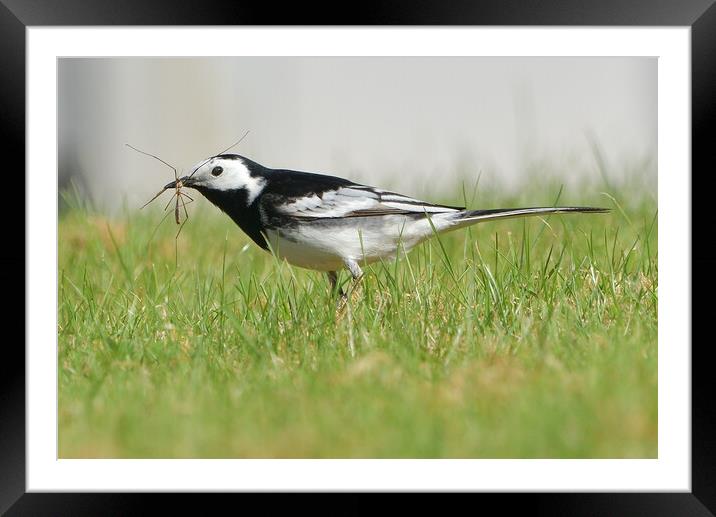 British garden and woodland birds Framed Mounted Print by Russell Finney