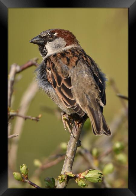 Animal bird Framed Print by Russell Finney