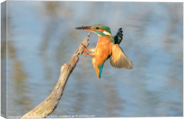 Kingfisher with a fish Canvas Print by GadgetGaz Photo