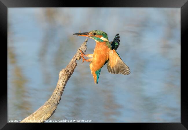 Kingfisher with a fish Framed Print by GadgetGaz Photo
