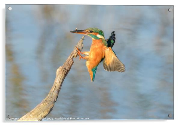Kingfisher with a fish Acrylic by GadgetGaz Photo