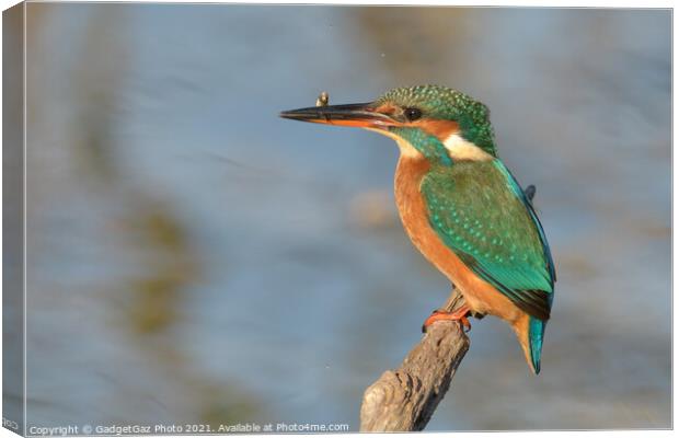 Female Kingfisher with a fish Canvas Print by GadgetGaz Photo