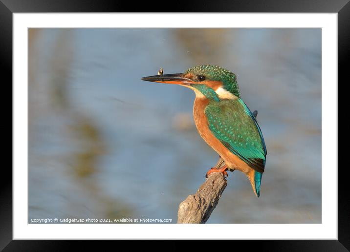 Female Kingfisher with a fish Framed Mounted Print by GadgetGaz Photo