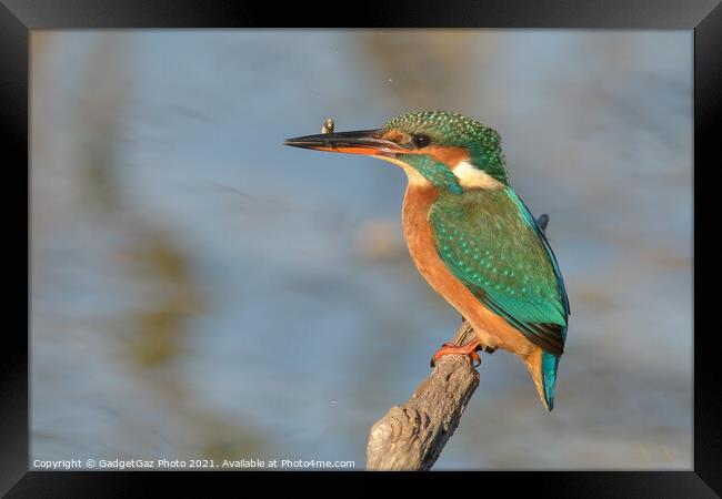 Female Kingfisher with a fish Framed Print by GadgetGaz Photo