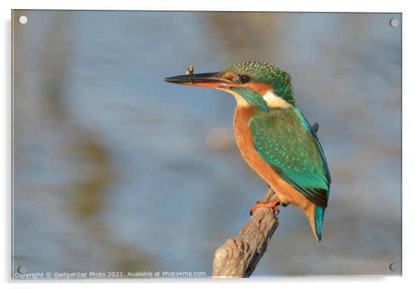 Female Kingfisher with a fish Acrylic by GadgetGaz Photo
