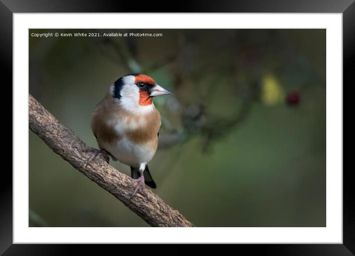 Goldfinch on the lookout Framed Mounted Print by Kevin White
