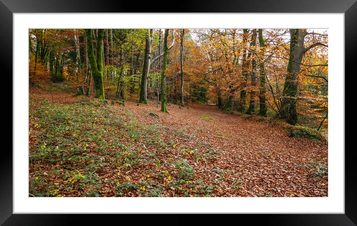 Woodland Scene Autumn Fall Framed Mounted Print by Dave Bell