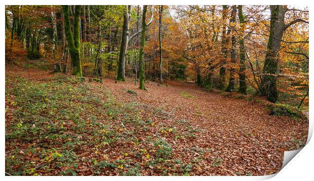 Woodland Scene Autumn Fall Print by Dave Bell