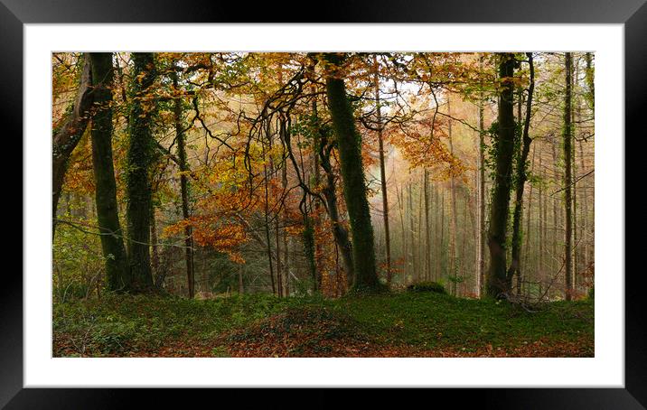 The Beauty Of Trees Framed Mounted Print by Dave Bell