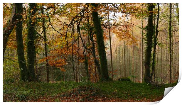 The Beauty Of Trees Print by Dave Bell
