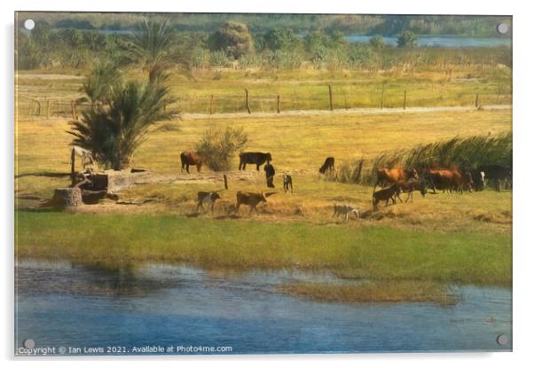 A River Nile Island With Cattle Acrylic by Ian Lewis