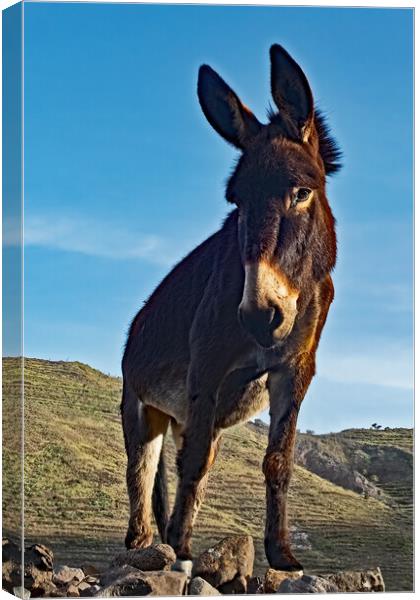 Donkey looking down at me. Canvas Print by Joyce Storey