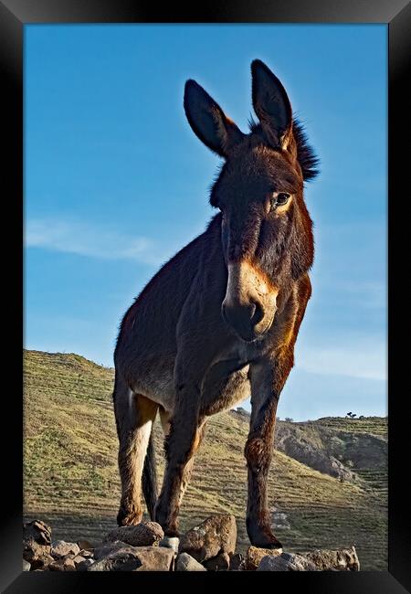 Donkey looking down at me. Framed Print by Joyce Storey
