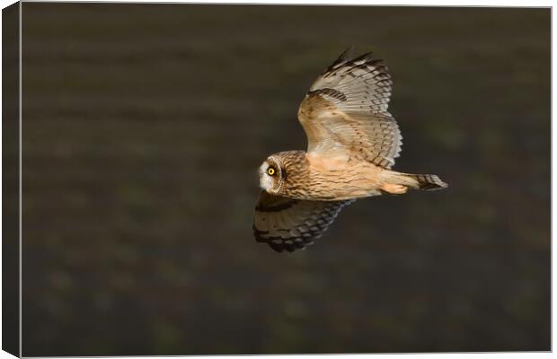 Short Eared Owl in flight Canvas Print by Russell Finney