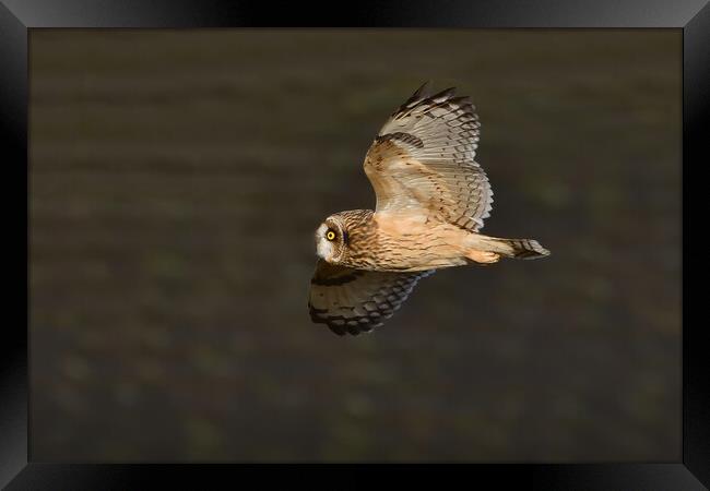 Short Eared Owl in flight Framed Print by Russell Finney