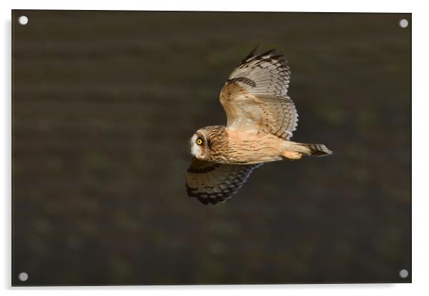 Short Eared Owl in flight Acrylic by Russell Finney