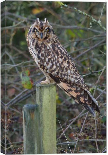 Short Eared Owl resting on a fence post Canvas Print by Russell Finney