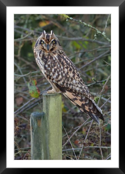 Short Eared Owl resting on a fence post Framed Mounted Print by Russell Finney