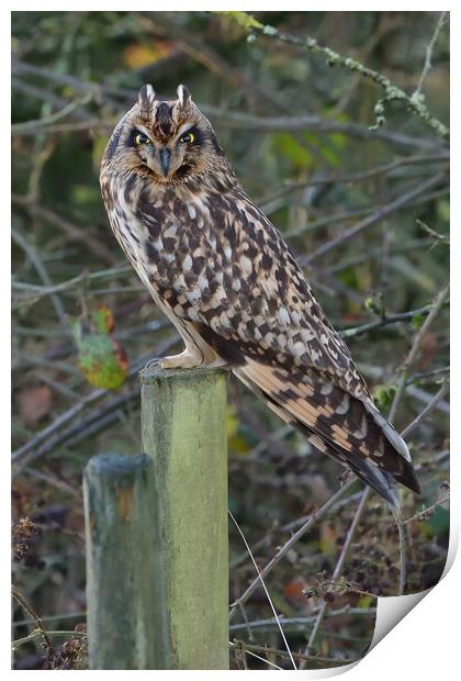 Short Eared Owl resting on a fence post Print by Russell Finney
