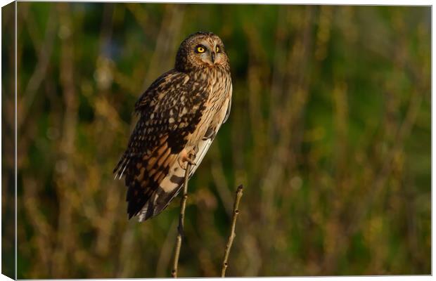 Short Eared Owl Canvas Print by Russell Finney