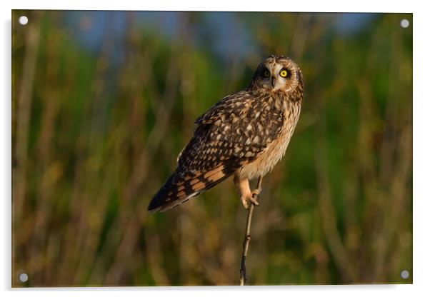 Short Eared Owl Acrylic by Russell Finney