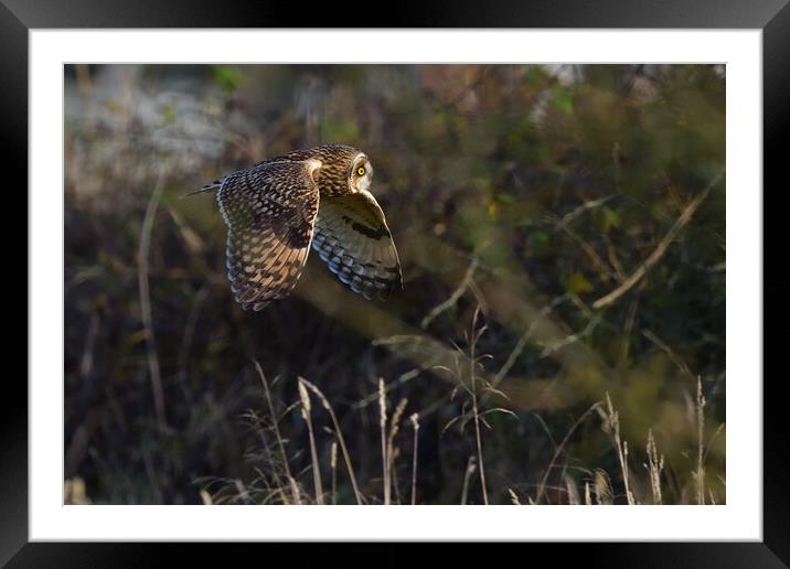 Short Eared Owl quartering-hunting in a field  Framed Mounted Print by Russell Finney