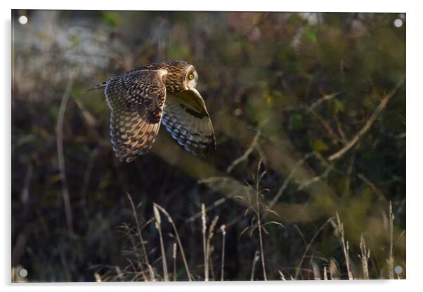 Short Eared Owl quartering-hunting in a field  Acrylic by Russell Finney