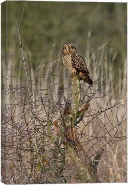 Short Eared Owl resting on a tree in a field Canvas Print by Russell Finney