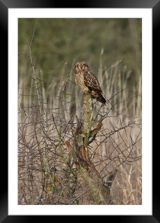 Short Eared Owl resting on a tree in a field Framed Mounted Print by Russell Finney