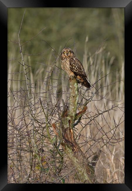 Short Eared Owl resting on a tree in a field Framed Print by Russell Finney