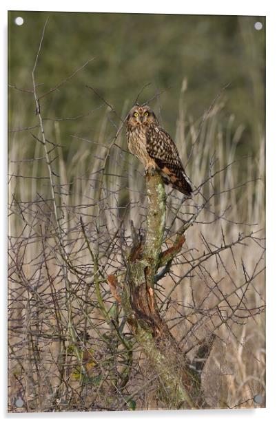 Short Eared Owl resting on a tree in a field Acrylic by Russell Finney