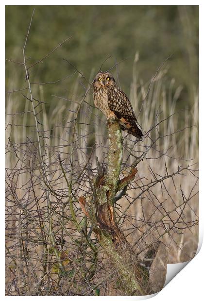 Short Eared Owl resting on a tree in a field Print by Russell Finney