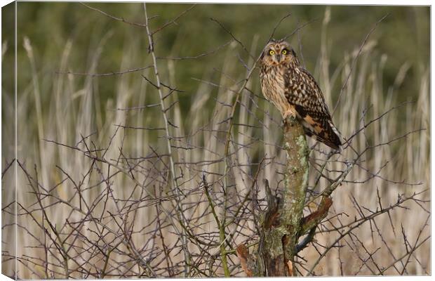 Short Eared Owl, perched on a branch Canvas Print by Russell Finney