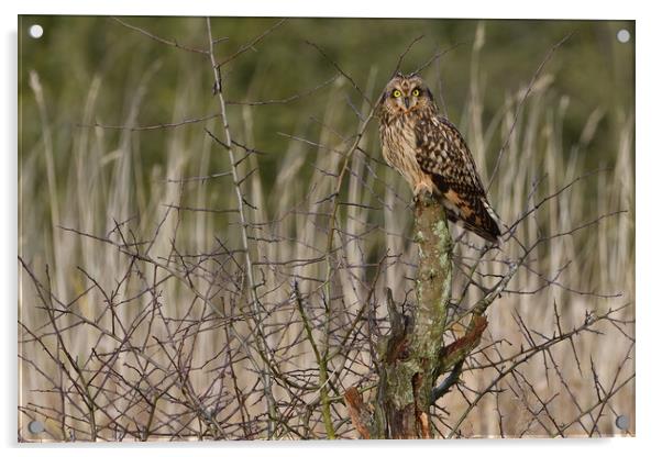 Short Eared Owl, perched on a branch Acrylic by Russell Finney