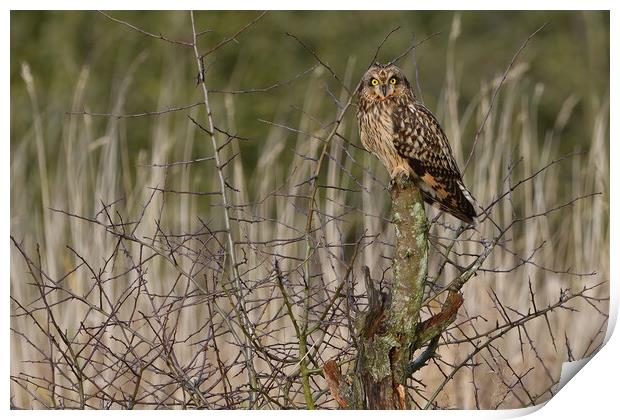 Short Eared Owl, perched on a branch Print by Russell Finney