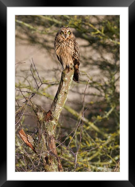Short Eared Owl, perched on a branch Framed Mounted Print by Russell Finney